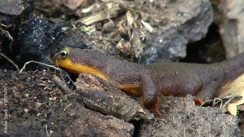 Close up, newt in forest ecosystem