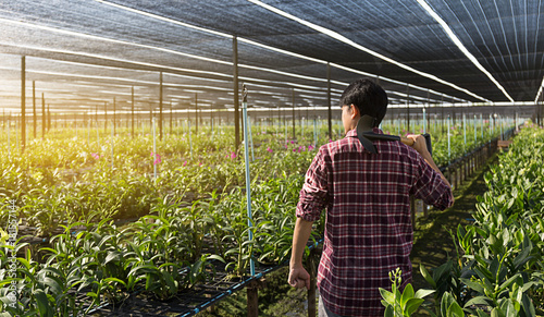 Wallpaper Mural Farmer fresh vegetables, agriculture food production concept agricultural growing activity Torontodigital.ca