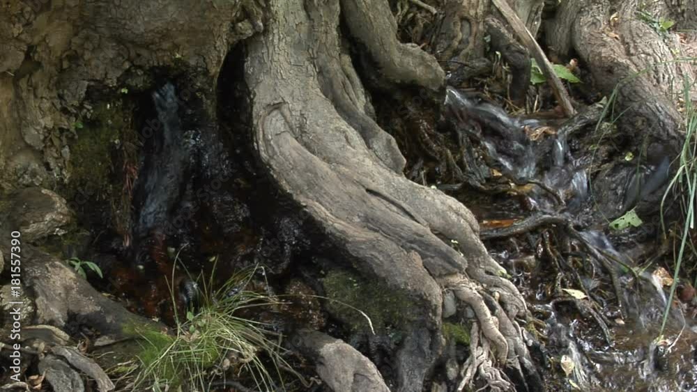 Close up, creek trickles near tree roots Close up, creek trickles near tree roots