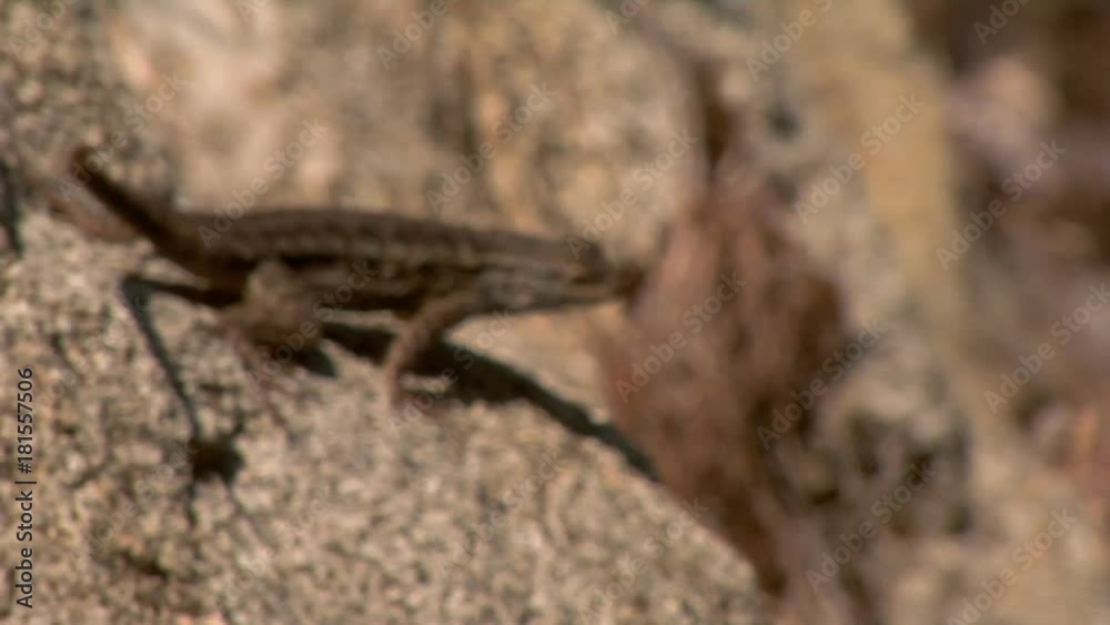 Close up, western fence lizard on rock Close up, western fence lizard on rock