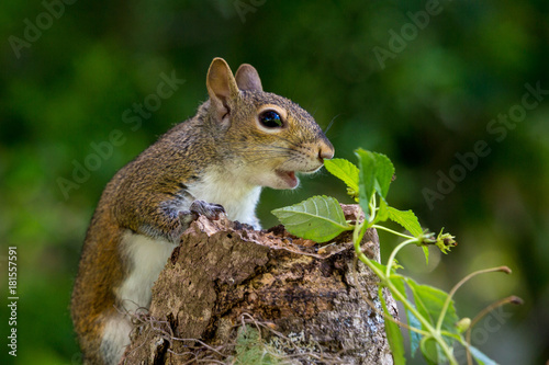 Backyard Bandit © Jason Hahn