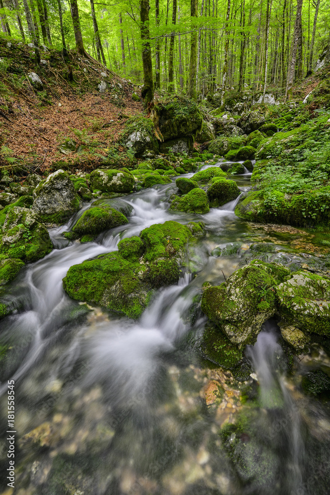 Forest stream Forest stream