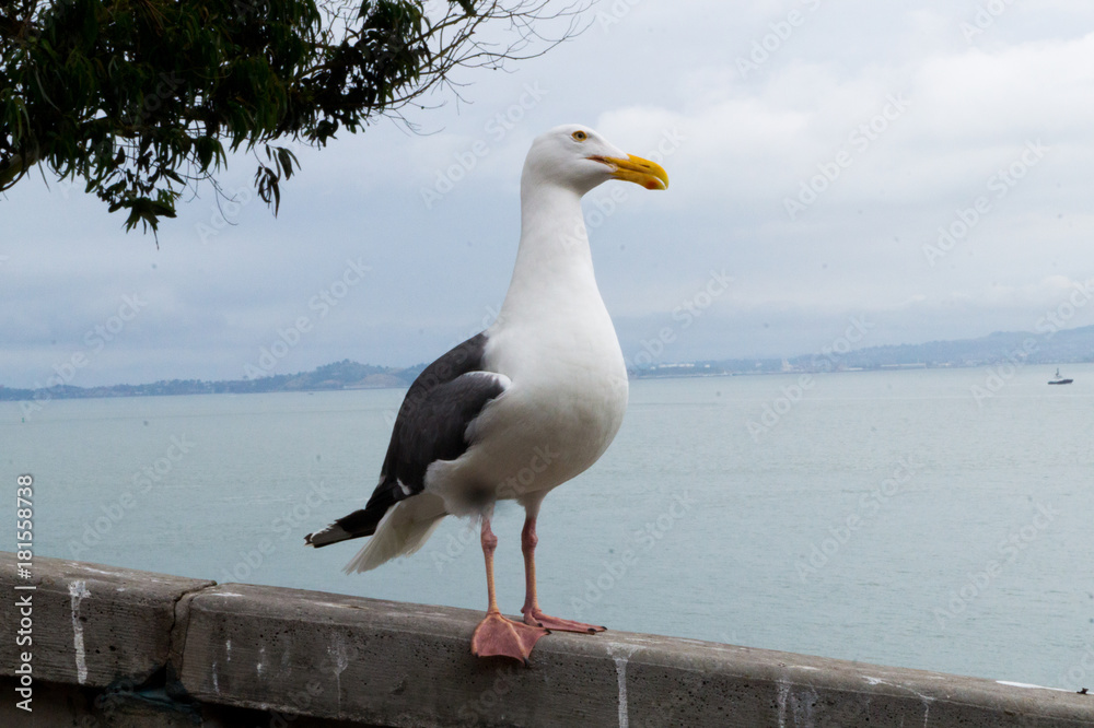 Gaviota Frente al Mar