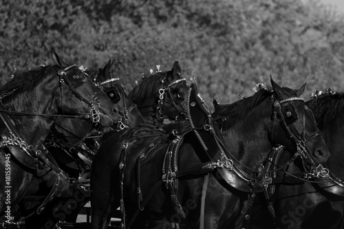 Horses at heavy horse show pulling wagon at Carp fair © bruce
