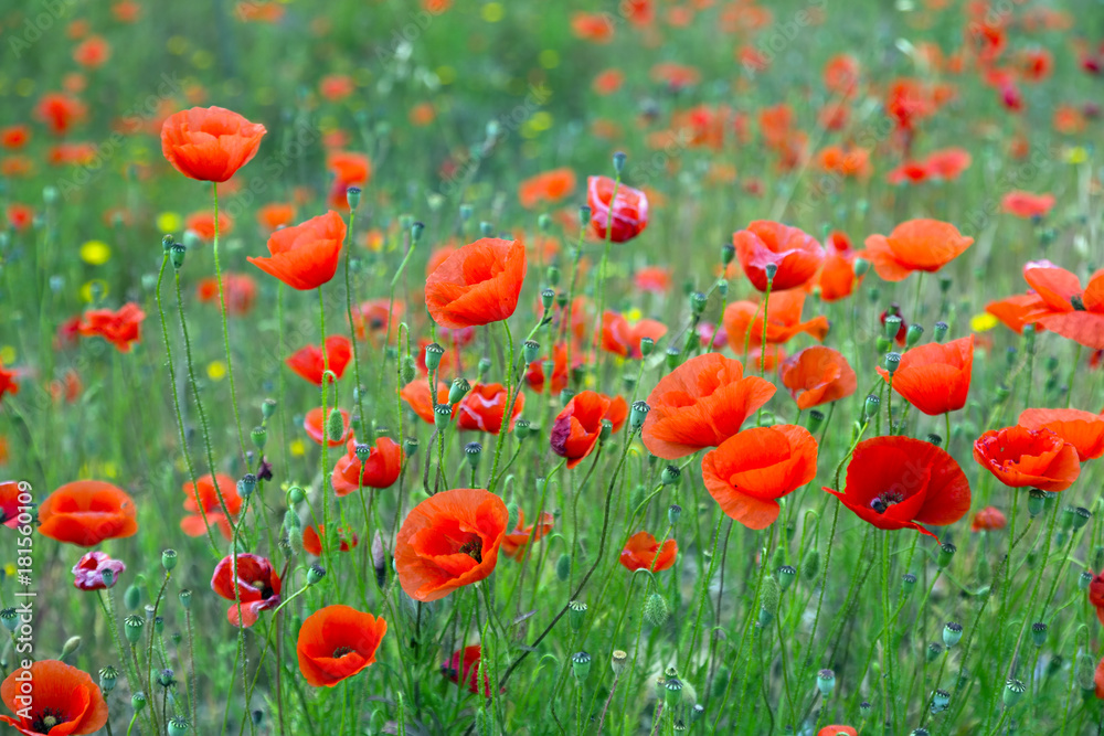 Fototapeta premium wild red poppies at mountain meadow