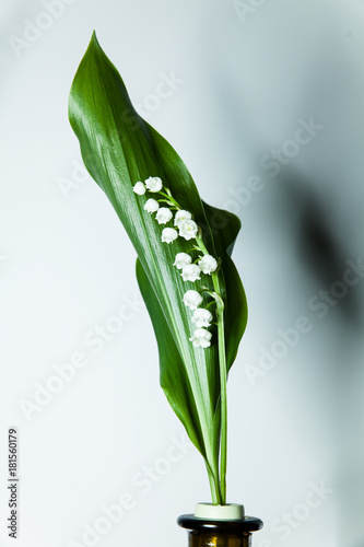 lily of the valley with 13 bells lucky