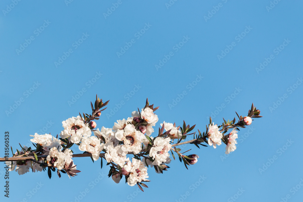 white manuka tree flowers in bloom isolated on blue background white manuka tree flowers in bloom isolated on blue background