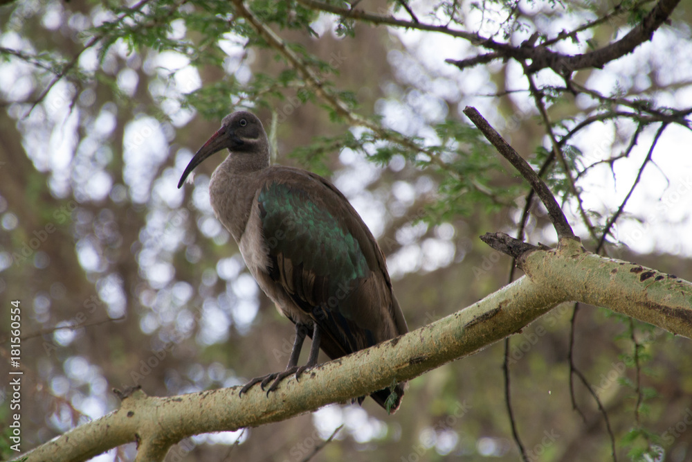 Obraz premium Hadada Ibis, Arusha National Park