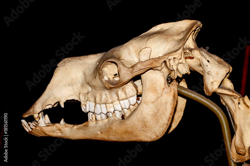 dinosaur skull © markrhiggins