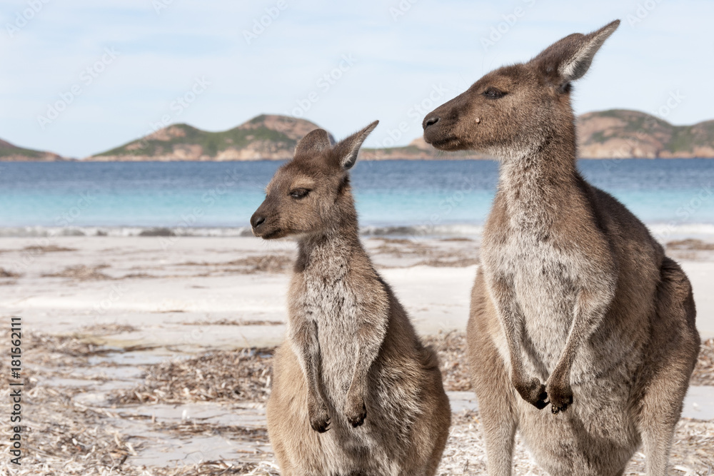 KANGAROO BEACH AUSTRALIA KANGAROO BEACH AUSTRALIA