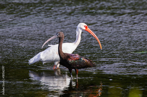 Glossy and White Ibis