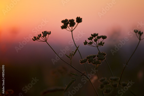 Flowers by the side of the road during the golden hour.