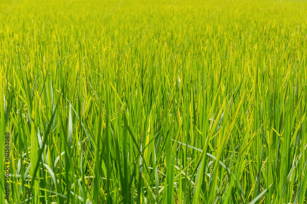 Obraz premium Nice green rice leaves in nature background