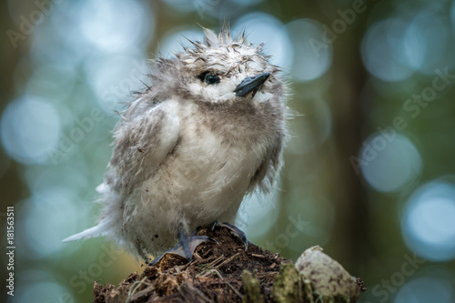 Bedraggled Chick - White Tern