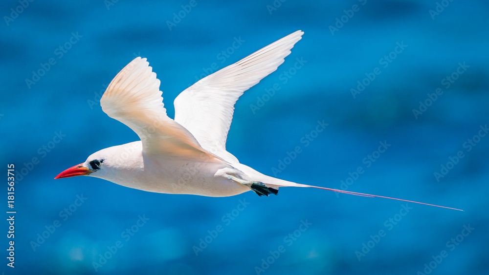 Obraz premium Red-tailed Tropic-bird
