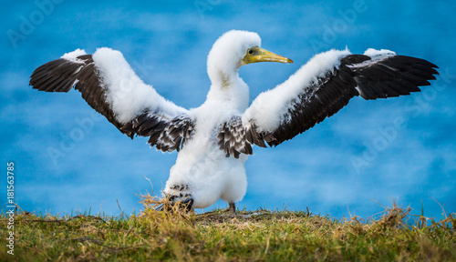 Masked Booby