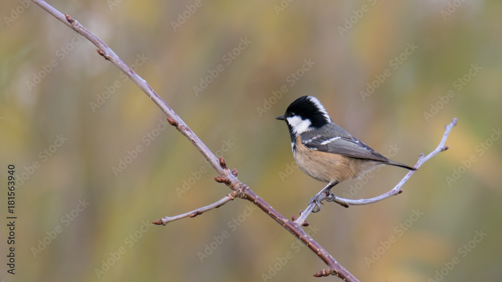 The Excitement - Coal Tit - Periparus ater