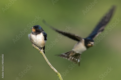 Juvenile Swallows - Hirundo rustica