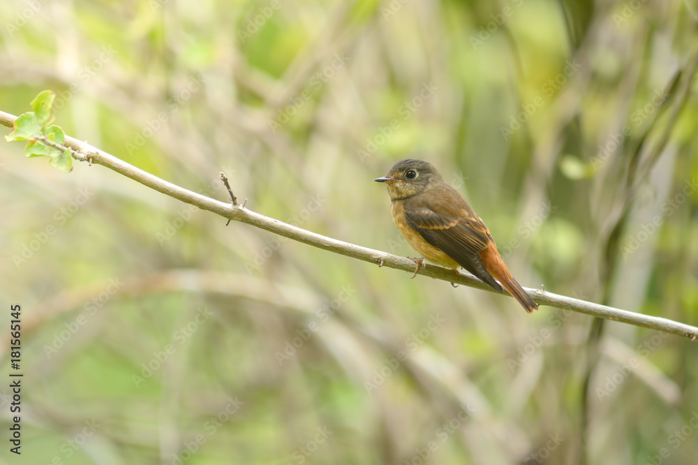 Ferruginous Flycatcher (Muscicapa ferruginea)