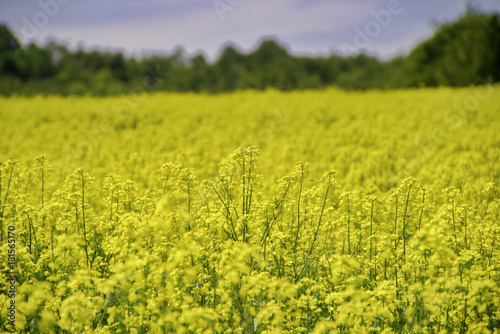 Blooming yellow rapeseed field during the summer in Collingwood, Ontario photo