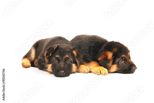 Two German Shepherd puppies lying down indoors on a white background