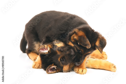 Two German Shepherd puppies playing with each other indoors on a white background