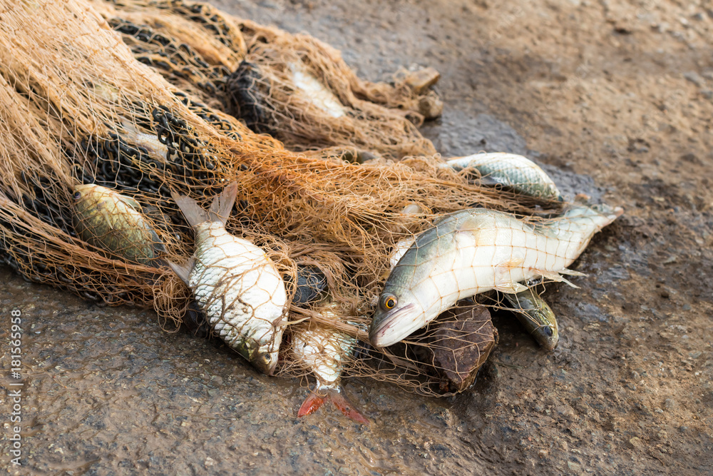 Many fish in netting on soil. Many fish in netting on soil.