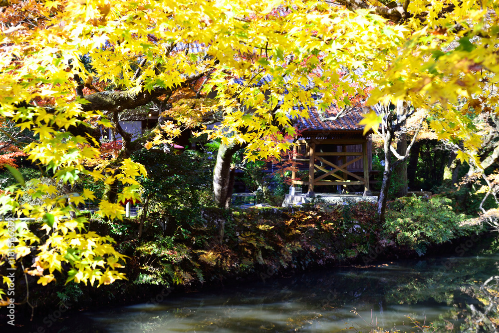 Naklejka premium 清川の紅葉