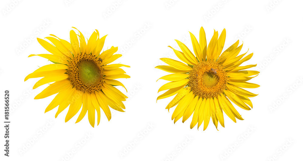 Sunflower and Bee isolated on white background Sunflower and Bee isolated on white background