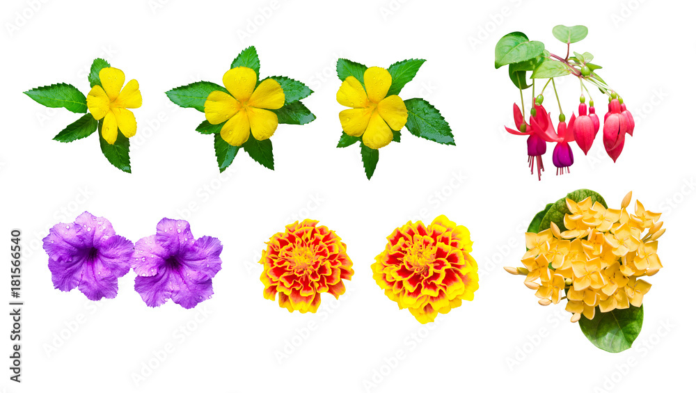 Obraz premium collection Multi color flowers isolated on white background