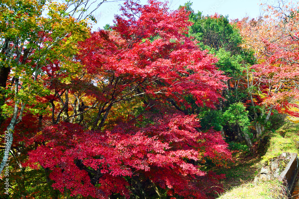 用作公園の紅葉 用作公園の紅葉