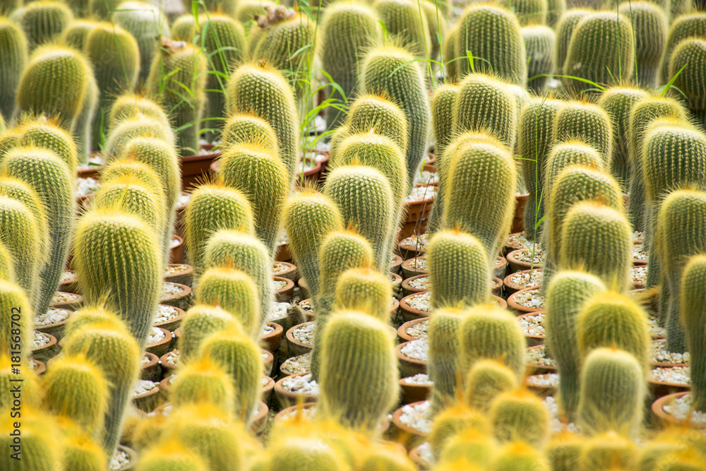Cactus fram Cactus fram