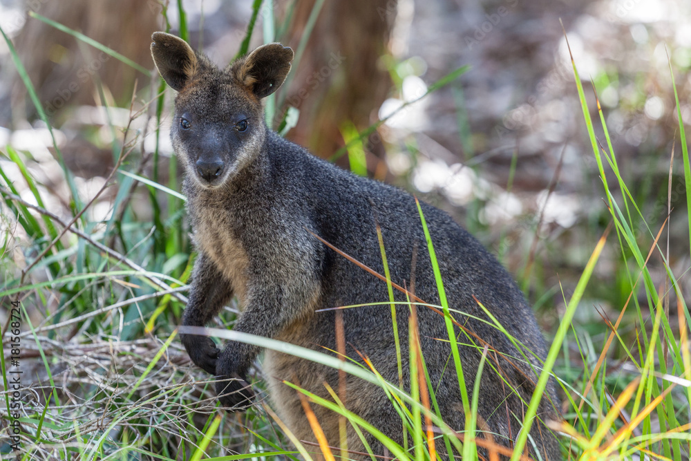 Pademelon - native Australian marsupial mammal Pademelon - native Australian marsupial mammal