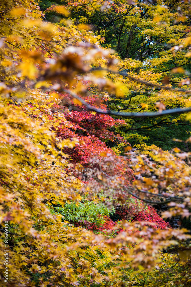 Autumn Foliage in Tottori, Japan