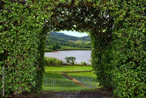 green fields outside tree fence
