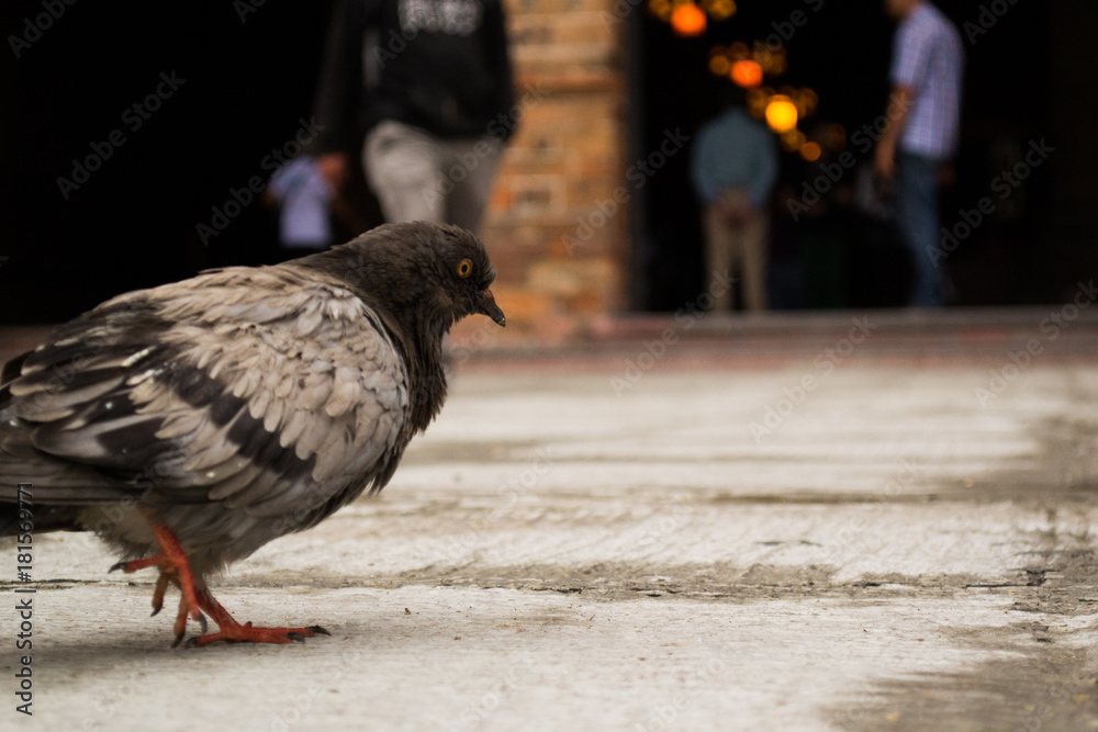 Obraz premium walking bird