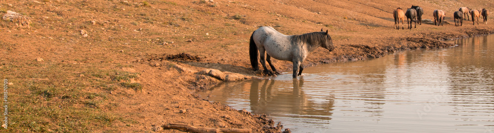 Blue Roan Stallion with herd of wild horses at the water hole in the Pryor Mountains Wild Horse Range in Montana United States Blue Roan Stallion with herd of wild horses at the water hole in the Pryor Mountains Wild Horse Range in Montana United States