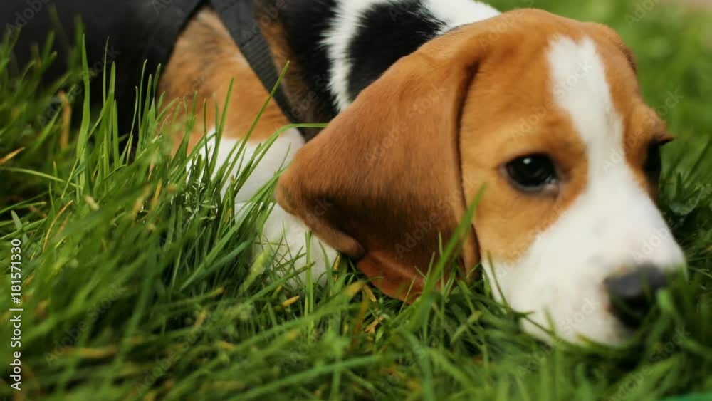 Close up portrait of a happy beagle puppy dog sniffing the green grass in the park. Close up portrait of a happy beagle puppy dog sniffing the green grass in the park.