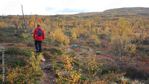 A hiker is hiking through autumn nature on the north of Scandinavia