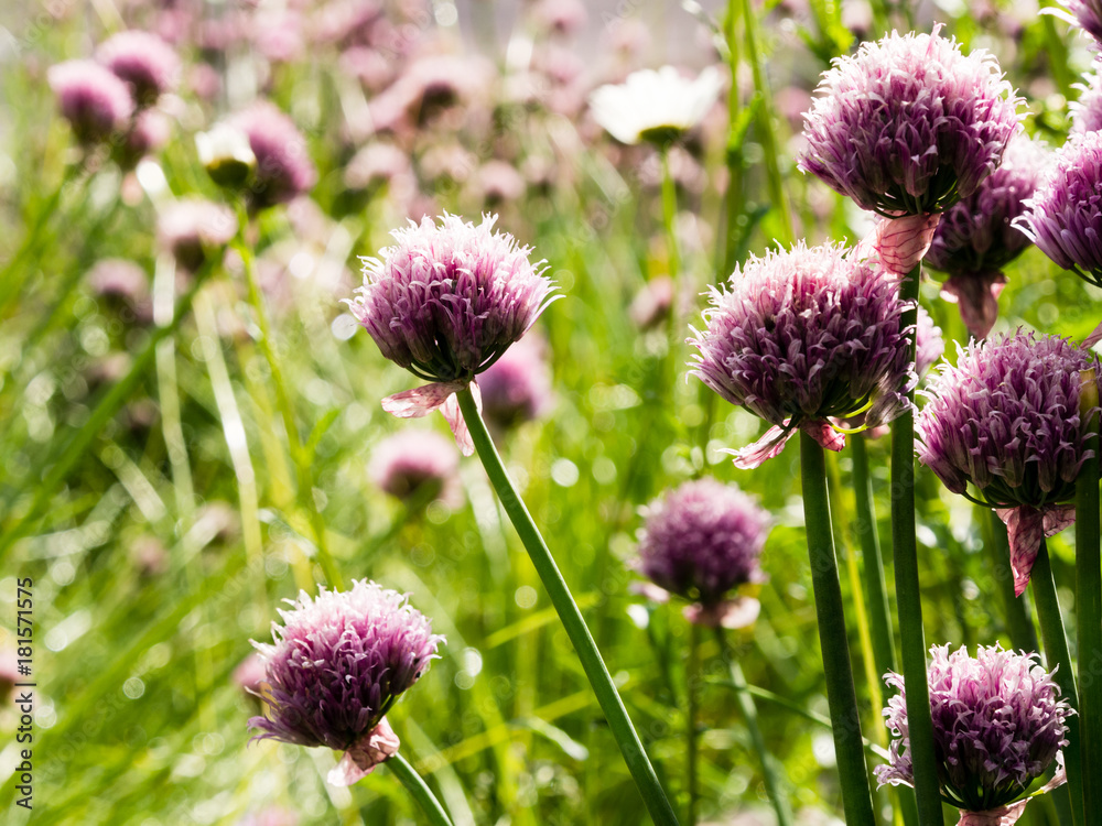 Fototapeta premium Chive flowers blooming on a field