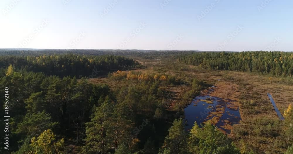 Finnish bog, Cinema 4k aerial rising view of a wet forest swamp, on a sunny autumn day, in Raasepori, Uusimaa, Finland Finnish bog, Cinema 4k aerial rising view of a wet forest swamp, on a sunny autumn day, in Raasepori, Uusimaa, Finland