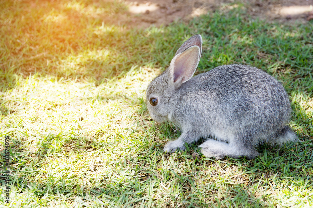 Fototapeta premium rabbits bunny in the garden