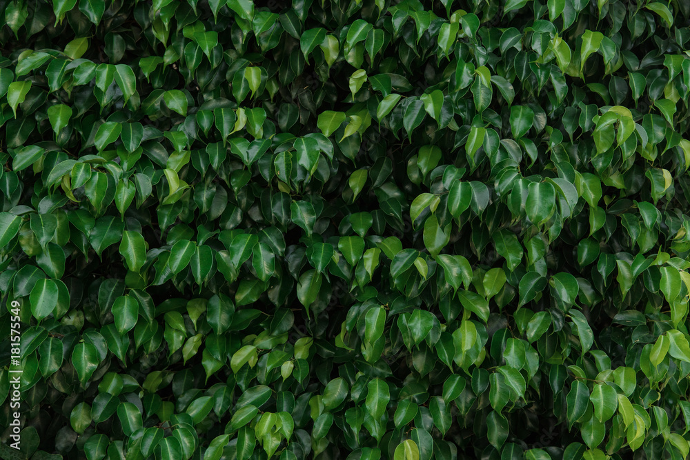 Green leaves texture, foliage backdrop Green leaves texture, foliage backdrop