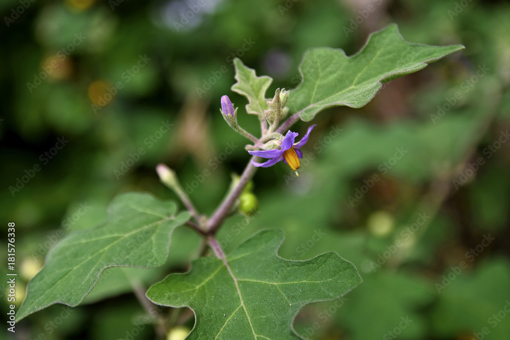 Sparrow's Brinjal herb in the nature Sparrow's Brinjal herb in the nature