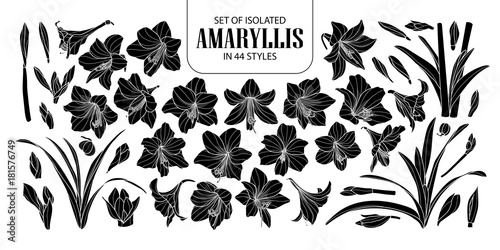 Cuadro en lienzo Set of isolated silhouette Amaryllis or Hippeastrum in 44 styles