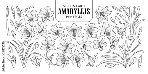 Set of isolated Amaryllis or Hippeastrum in 44 styles. Cute hand drawn flower vector illustration in black outline and white plane on white background. photo