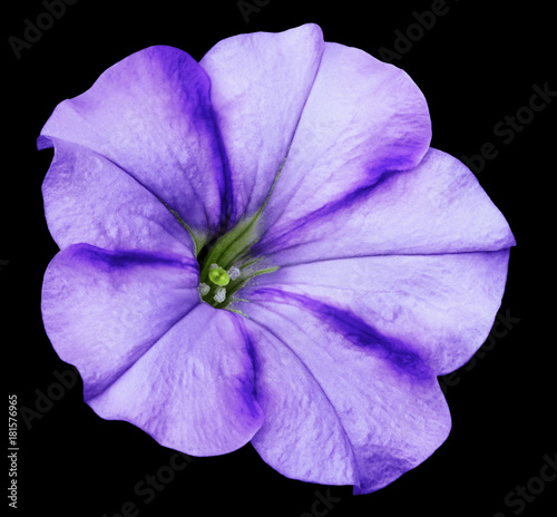 Purple Petunia flower on black isolated background with clipping path no shadows. Closeup. Nature.