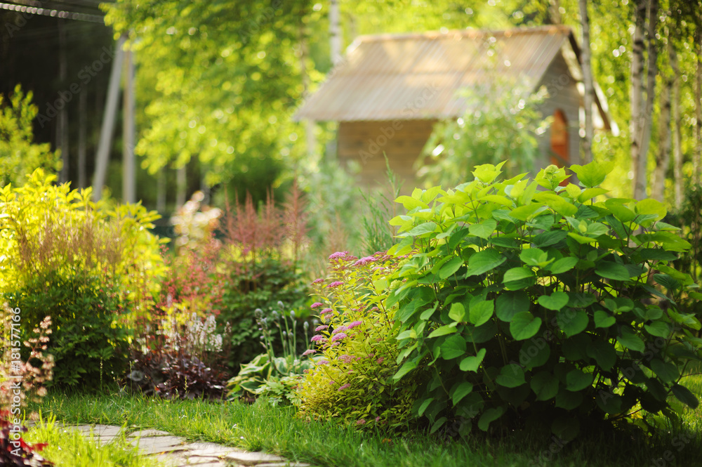 Mixed garden border with blooming spirea japonica Yellow Princess, Hydrangea Annabell, hostas and heucheras in sunny summer day Mixed garden border with blooming spirea japonica Yellow Princess, Hydrangea Annabell, hostas and heucheras in sunny summer day