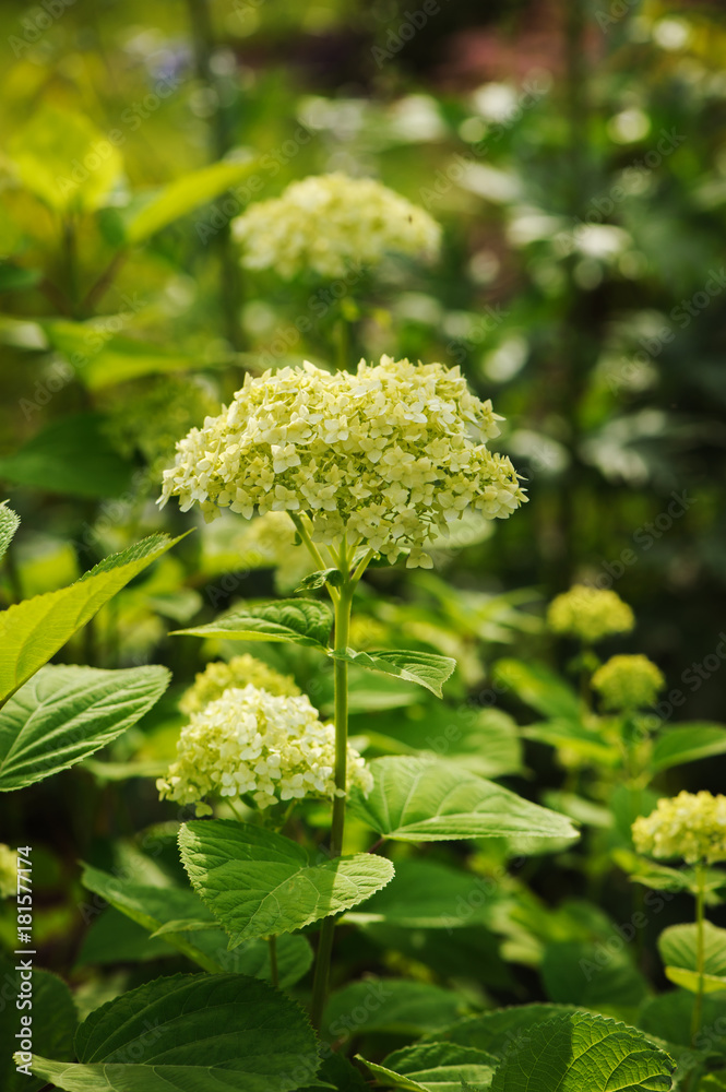 white hydrangea Annabell flower starting to bloom in summer garden