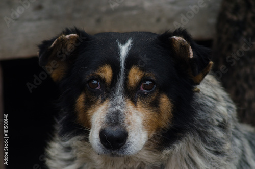 Portrait of a domestic dog.